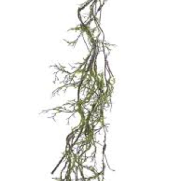Hanging trailing plant with thin green stems on a white background