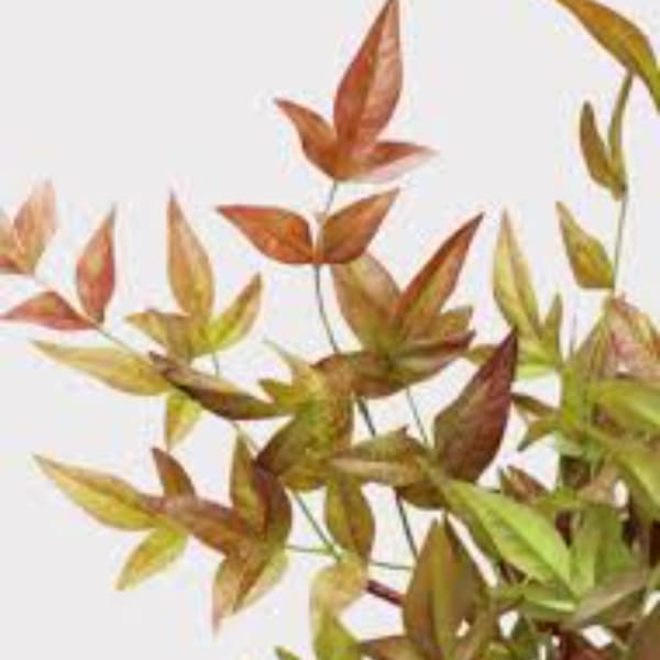 Arrangement of autumn-colored leaves on thin stems against a white background