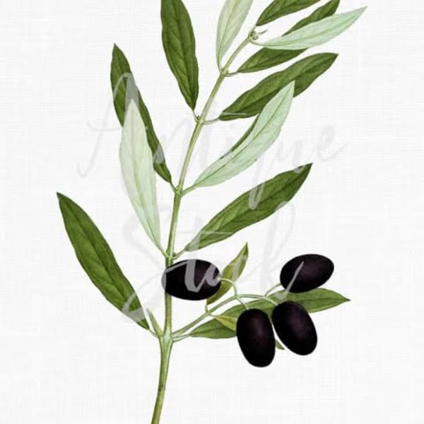 Olive branch with green leaves and black olives on a white background