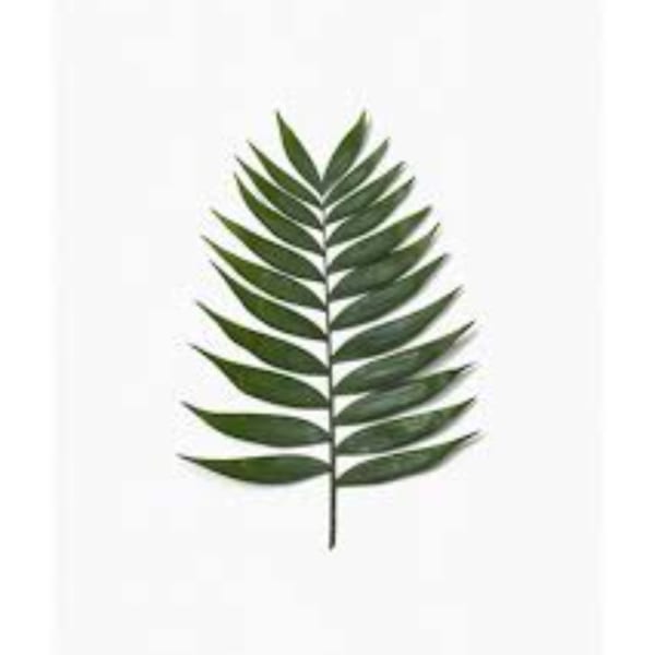 Single green palm frond on a white background