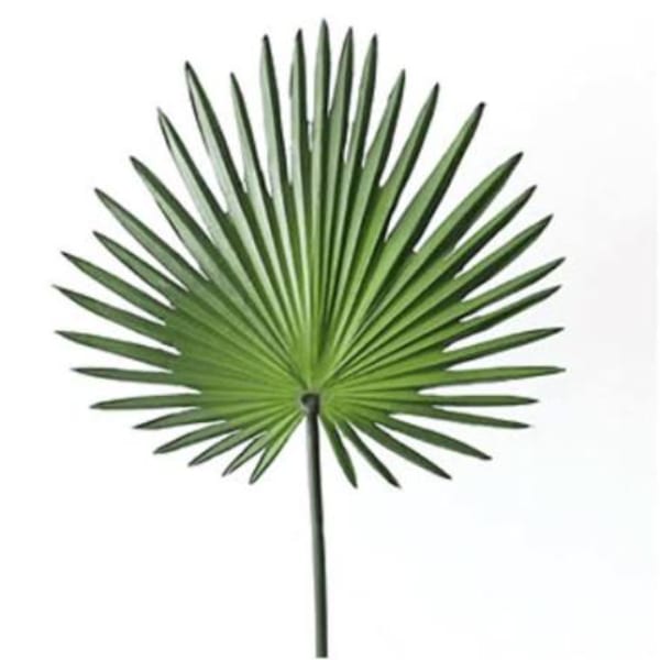 Single green palm frond on a white background