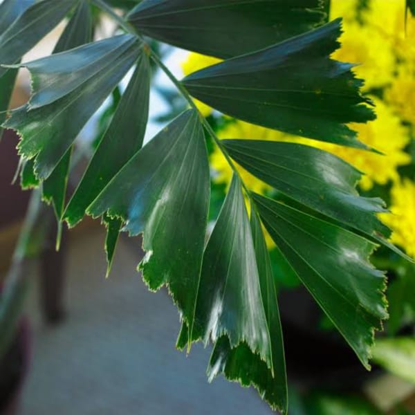 Close-up of glossy green palm fronds with blurred yellow flowers behind
