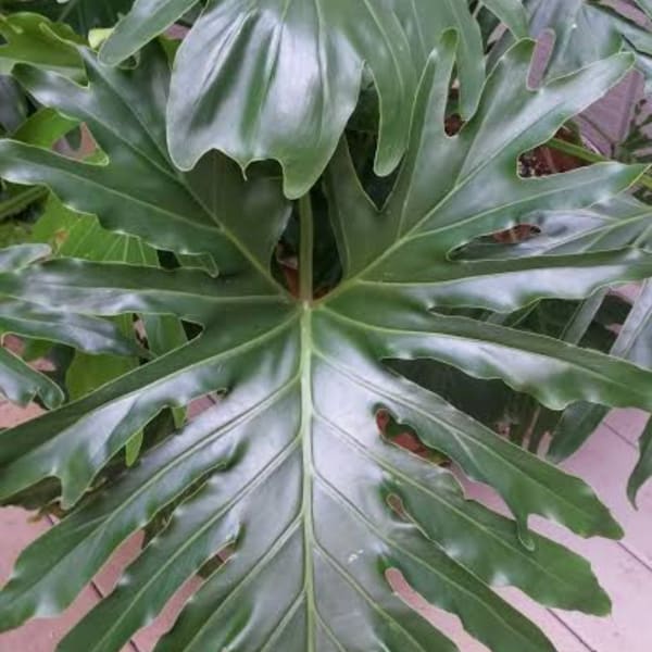 Close-up of a large split-leaf tropical plant with glossy green foliage