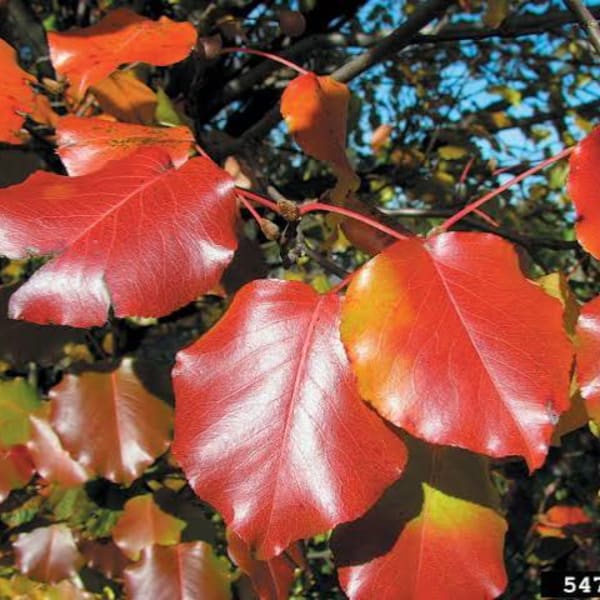 Close-up of red-orange autumn leaves on a tree branch