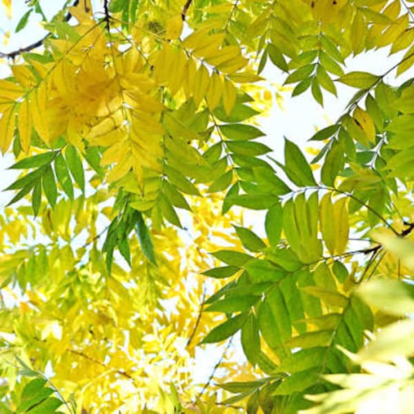 Yellow and green foliage fills the frame against a bright sky