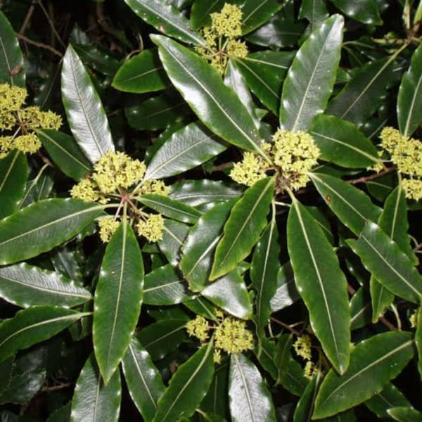 Close-up of glossy green leaves with small pale yellow flower clusters
