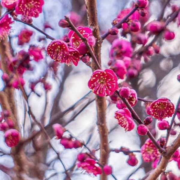 Branches with bright pink blossoms and buds against a blurred background