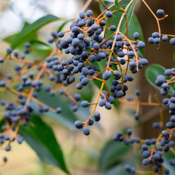 Clusters of blue berries on branching stems with blurred green leaves