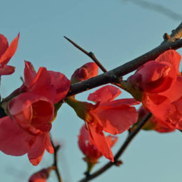 Red blossoms on dark branches against a blue sky