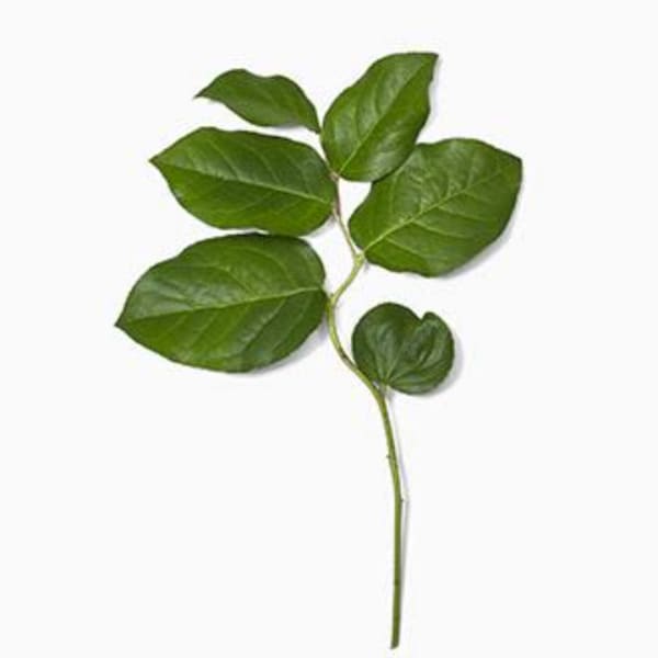 Single green leafy stem on a white background