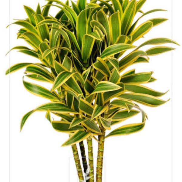 Potted dracaena plant with green and yellow striped leaves