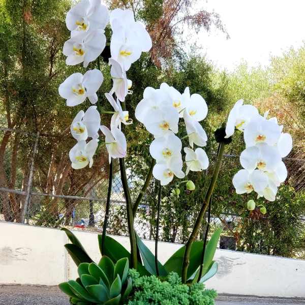 White orchids in a dark round planter with succulents