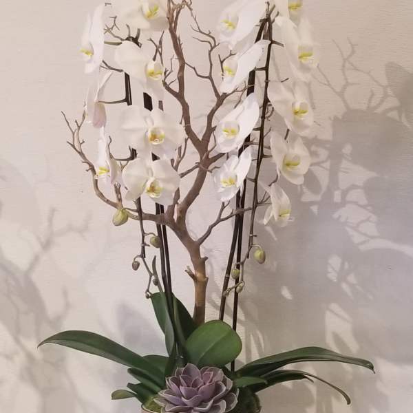 White orchid arrangement in a white pot with a purple succulent