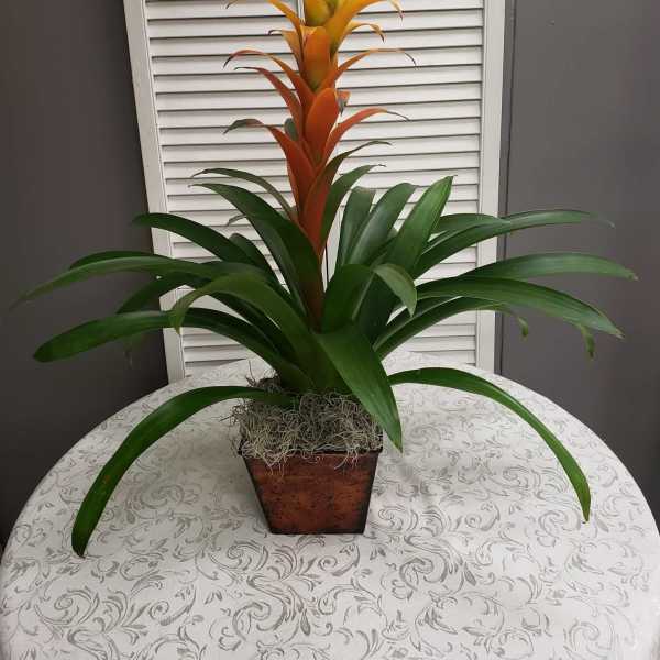 Potted bromeliad with green leaves and orange-yellow bracts