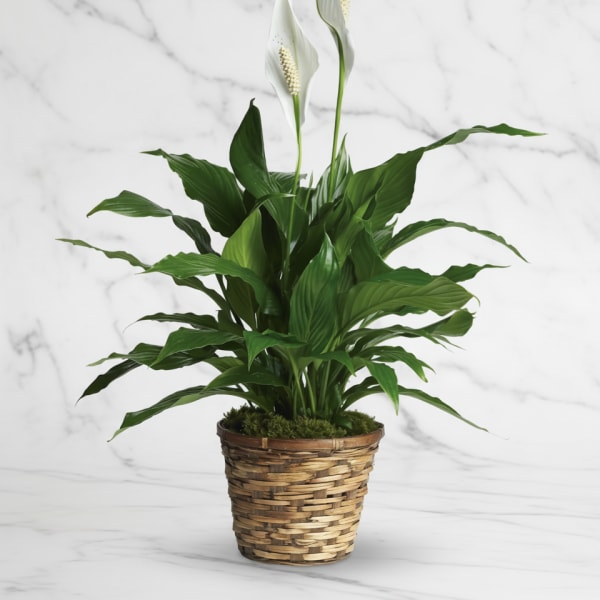 White calla lilies in a woven basket planter with broad green leaves