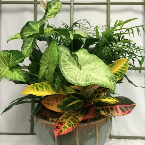Mixed tropical foliage arrangement in a ceramic pot