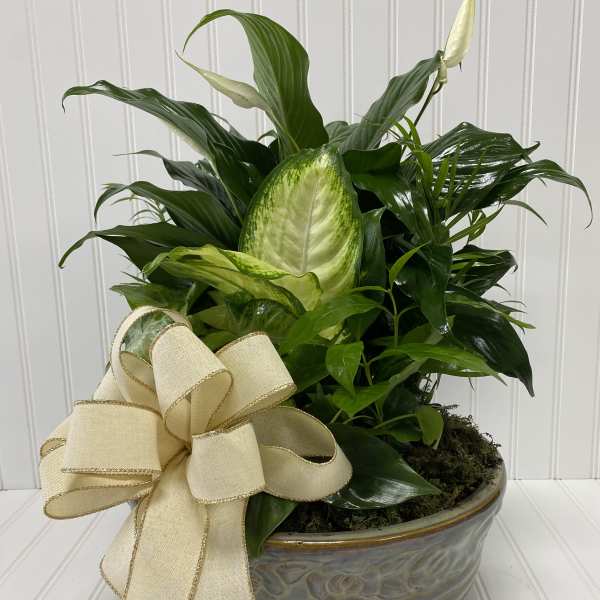 Potted green houseplant in a ceramic bowl with a cream ribbon bow