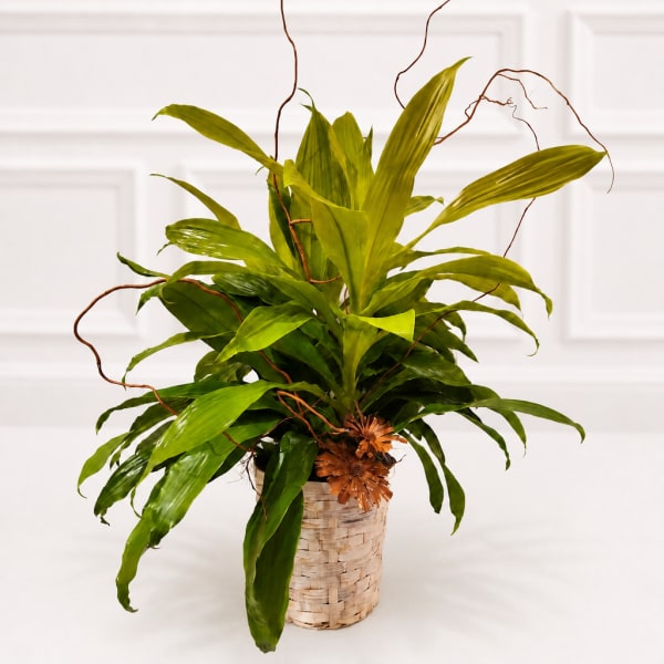 Potted green plant with long leaves in a woven basket