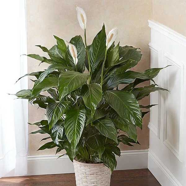 Potted peace lily plant with white blooms in a woven basket