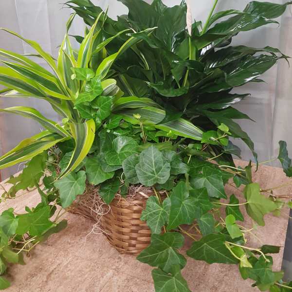 Basket arrangement of green houseplants with white peace lilies