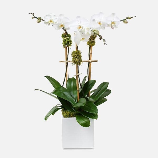 White phalaenopsis orchid plant in a modern white square pot with bamboo supports.