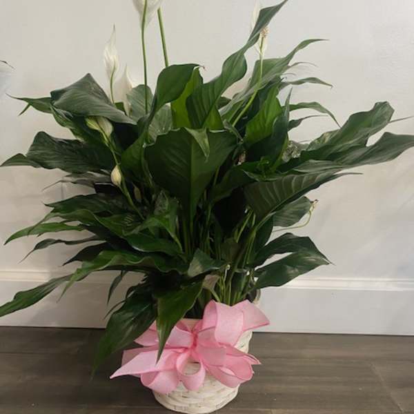 White peace lilies in a white basket with a pink ribbon