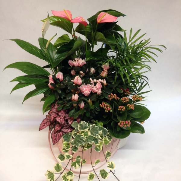 Pink anthuriums and mixed foliage in a round pink container