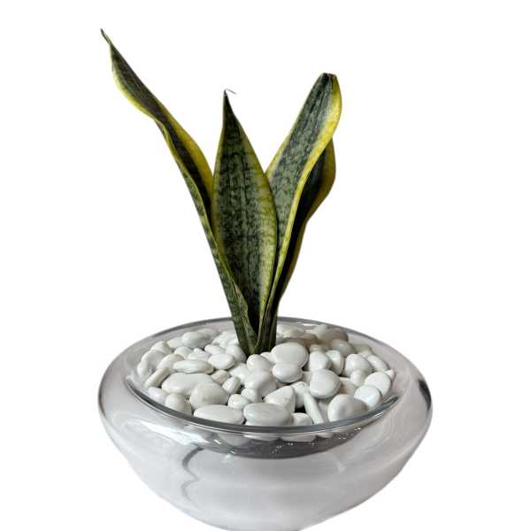 Snake Plant in Glass Pot