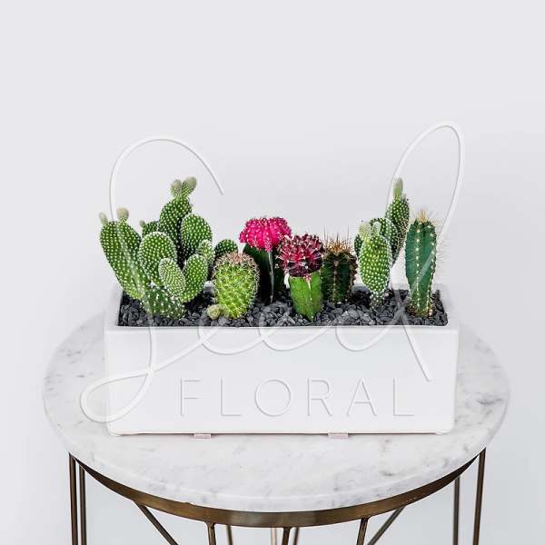 Rectangular white planter filled with assorted green and pink cacti on a marble round table.