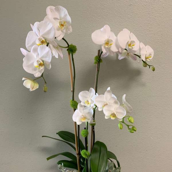 White orchids in a white pot with succulents