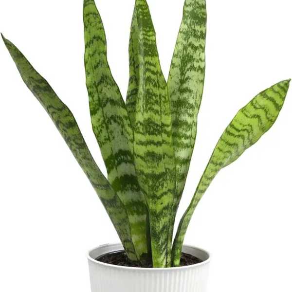 Potted snake plant with tall variegated green leaves in a white planter