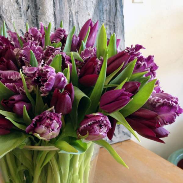 Purple tulips and fringed carnations in a clear glass vase