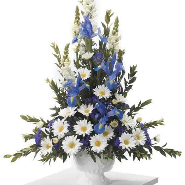 White daisies and blue irises in a white urn arrangement