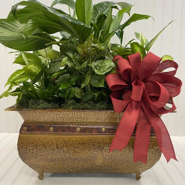 Green potted plant arrangement in a gold container with a red ribbon bow