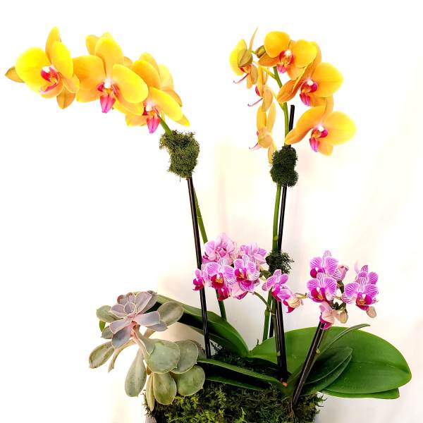Potted arrangement of yellow and pink phalaenopsis orchids with a succulent in a blue ceramic pot