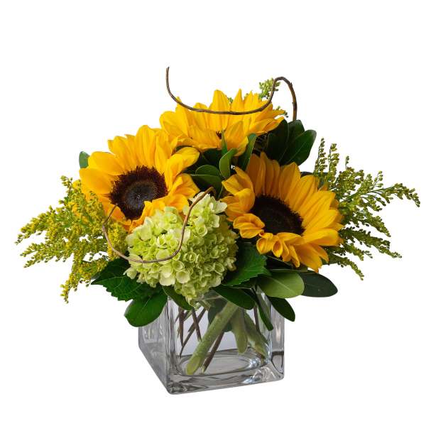 Sunflowers and pale green hydrangea in a clear square vase