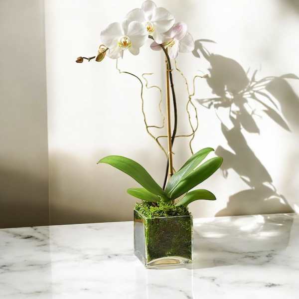 Single Stem White Orchid