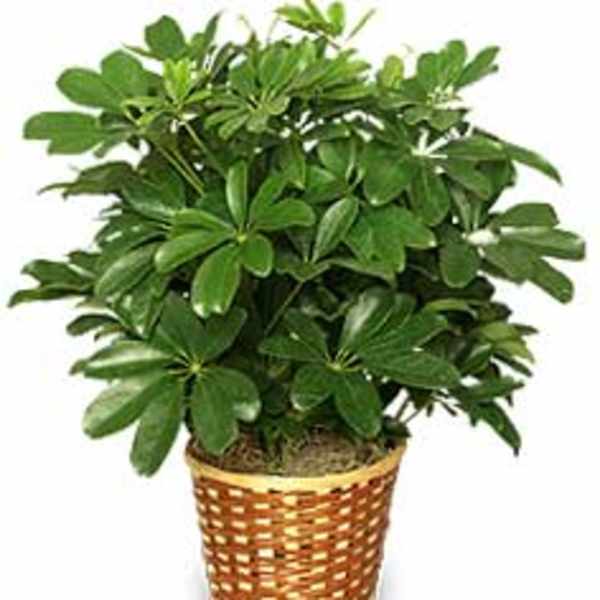 Potted green houseplant in a woven basket planter