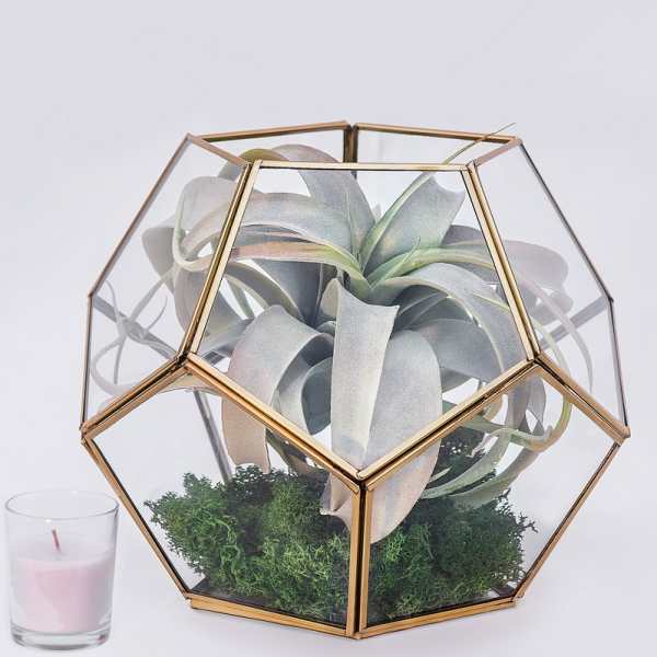 Air plant in a geometric glass terrarium with moss