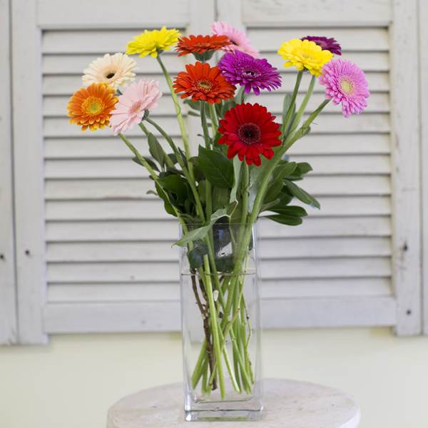 Colorful gerbera daisies in a clear glass vase