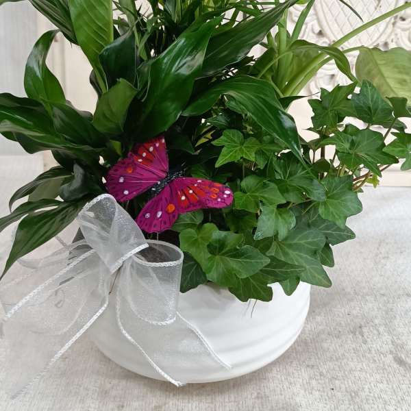 Potted green houseplant arrangement with a white bow and purple butterfly decoration