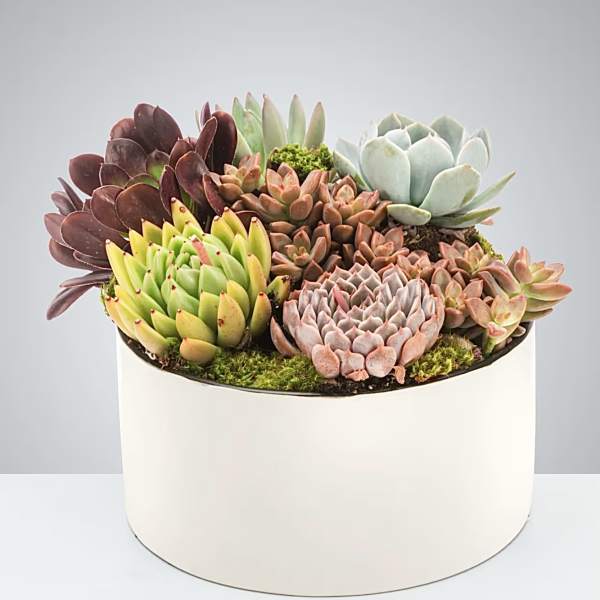 Assorted succulents arranged in a white round planter