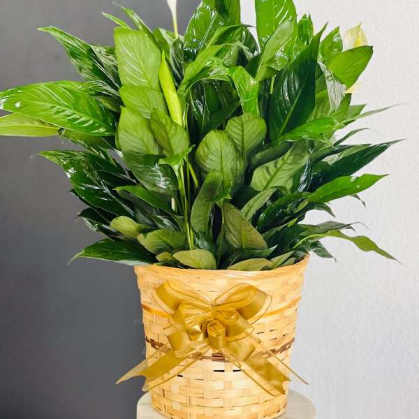 Potted peace lily arrangement in a woven basket with a gold ribbon