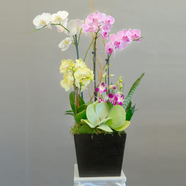 Tall orchid arrangement in a black square planter