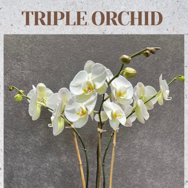 TRIPLE STEM WHITE ORCHID PLANT IN GASS