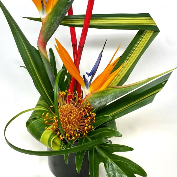 Tropical floral arrangement with bird of paradise in a black pot