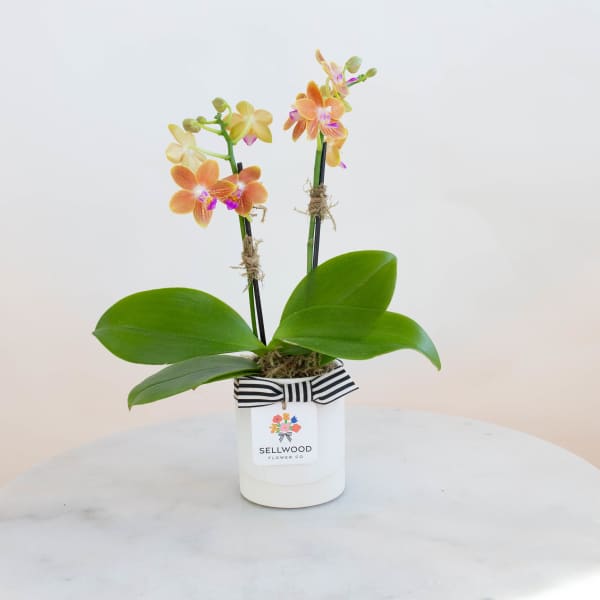 Potted orchid with orange and yellow blooms in a white container