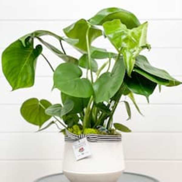 Potted green houseplant in a white ceramic pot