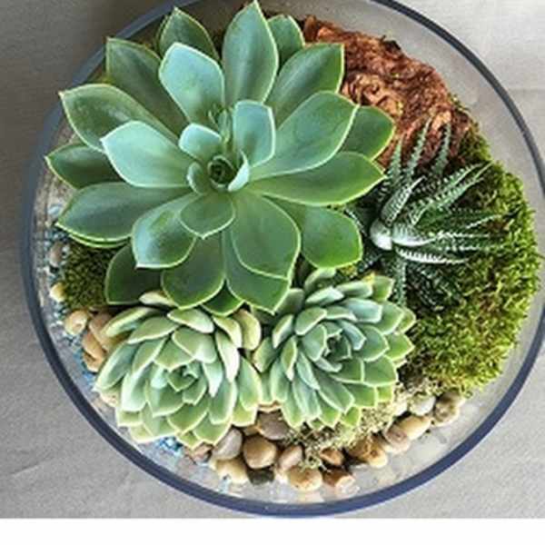 Round succulent arrangement in a shallow bowl with pebbles and moss