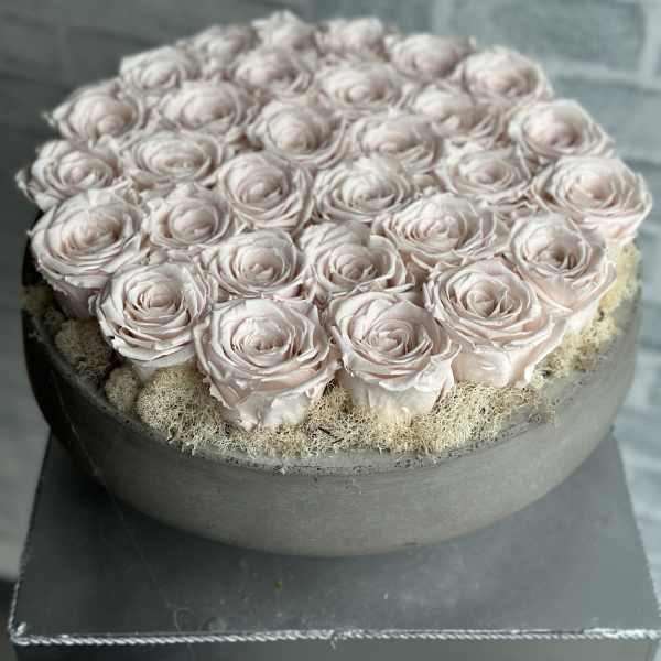 30 blush preserved rose cement vase